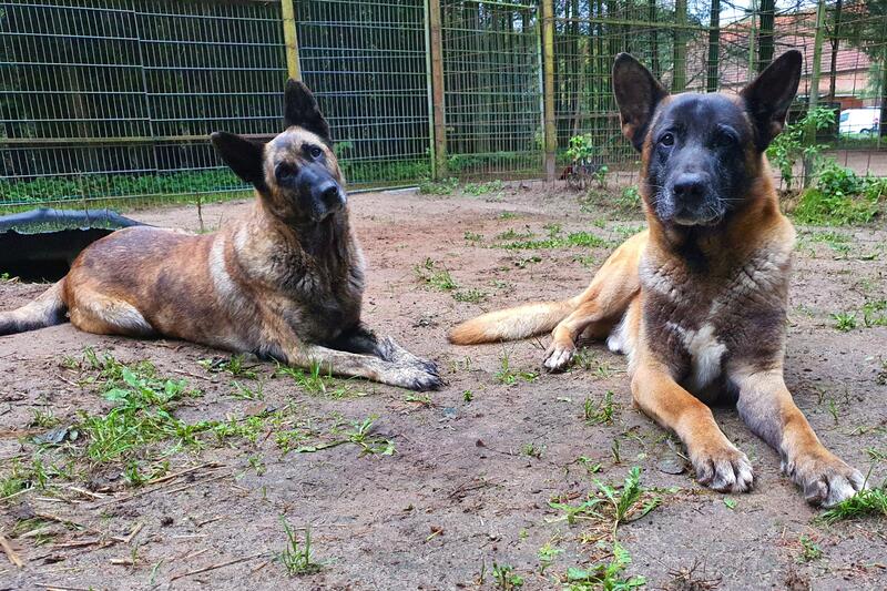 Bei den belgischen Schäferhunden handelt es sich um eine Hündin (links) und einen Rüden (rechts). © LK OPR